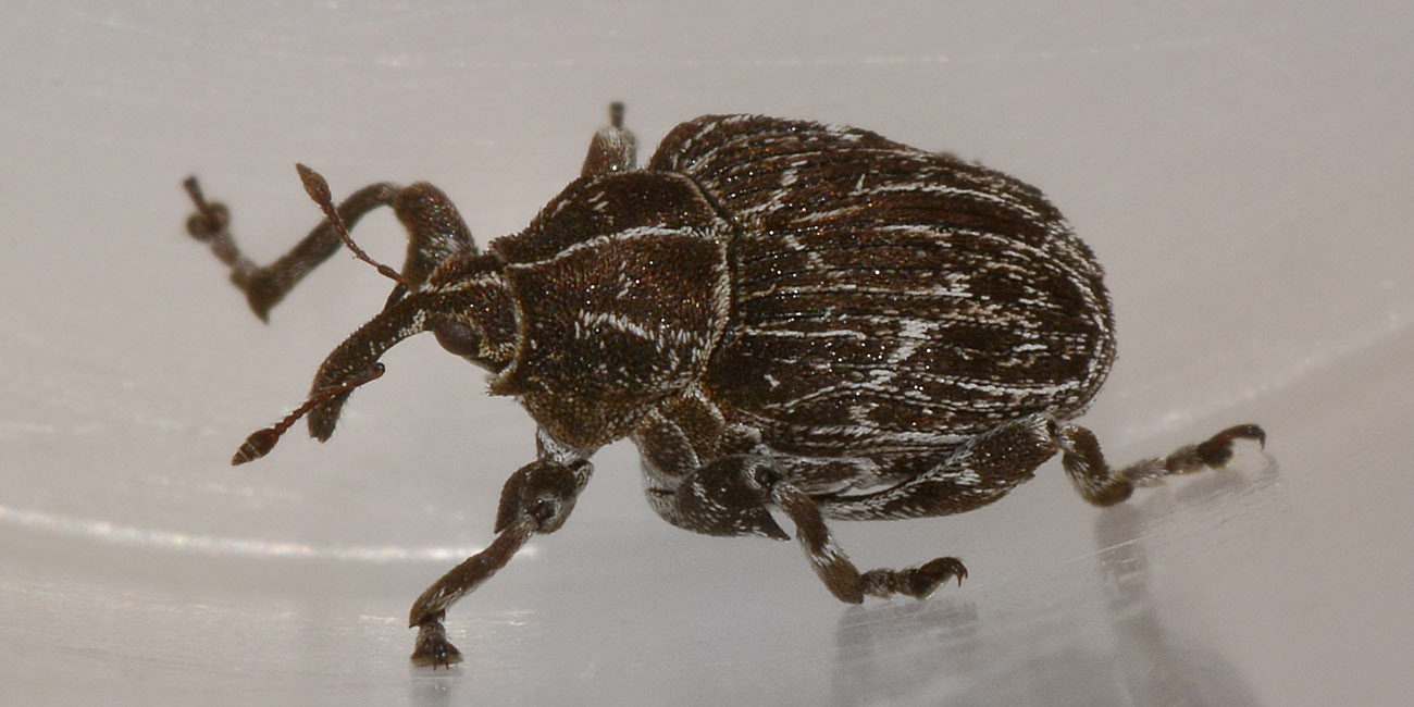 Curculionidae: Mogulones geographicus